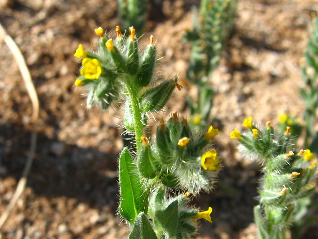 Desert fiddleneck (Amsinckia tessellata); Pine City Trail