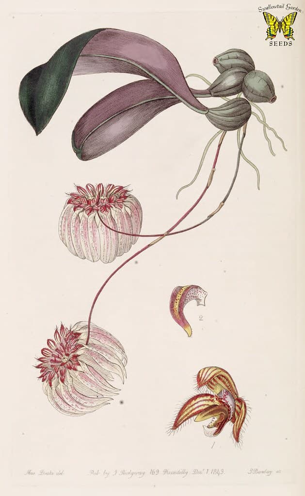 Annuals, botanical, botany