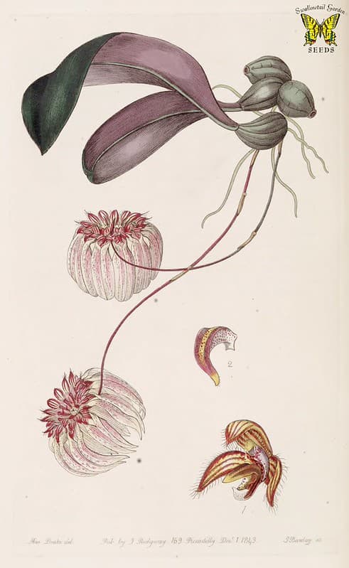 Annuals, botanical, botany