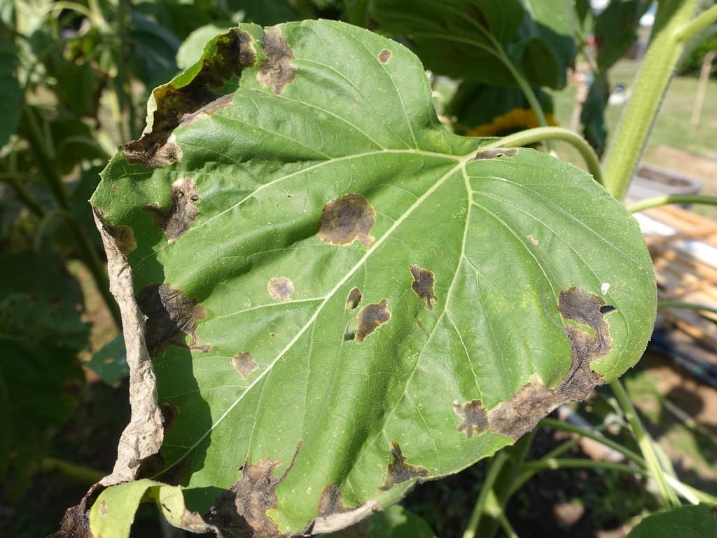 Sunflower: Blotch miners injury to leaves