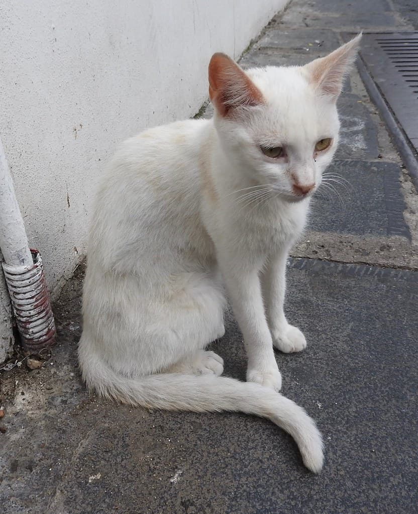 Amalfi cat