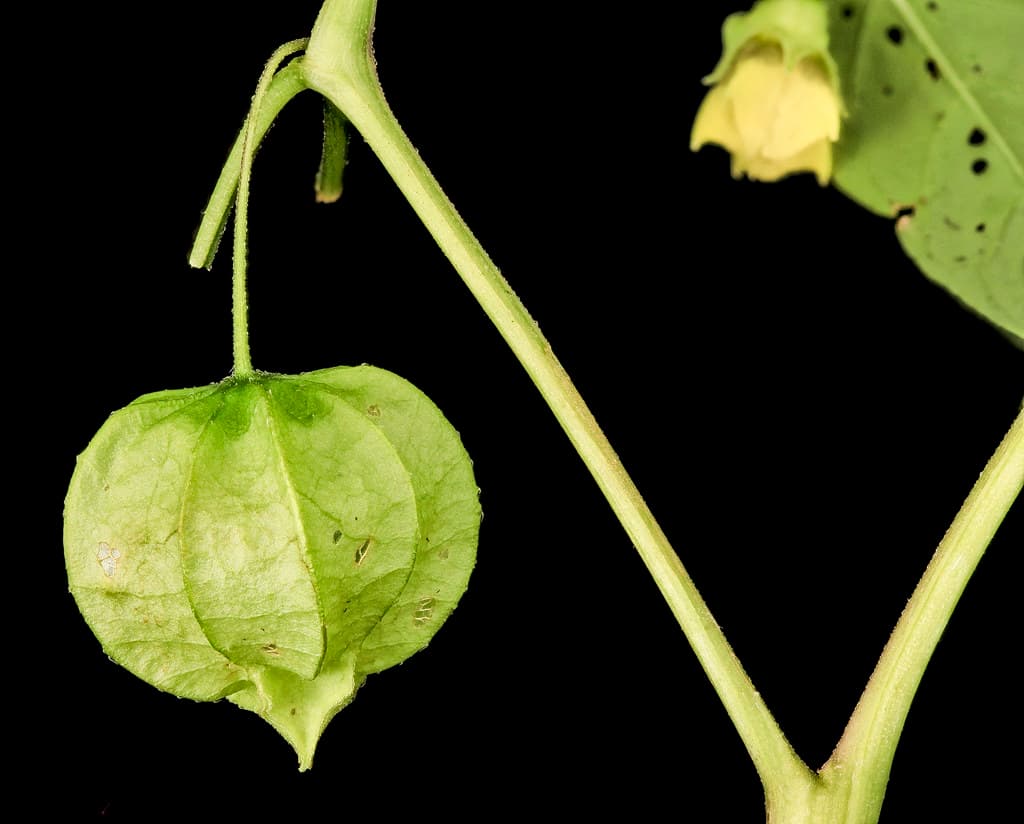 Flower Lantern, U, NA, MD, PG County 2013-08-07-18.01.31 ZS PMax