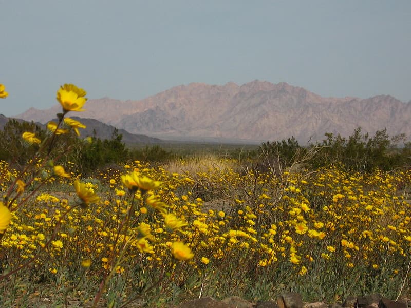 Hairy desert sunflower (Geraea canescens); Pinto Basin