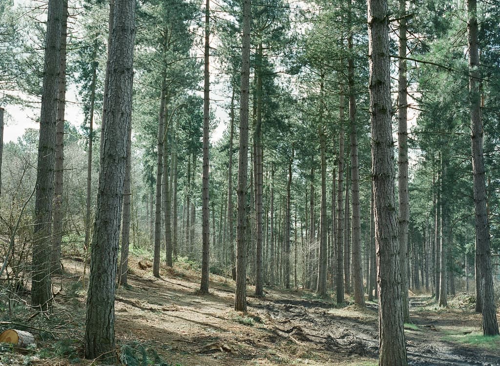Pine Tree Forest