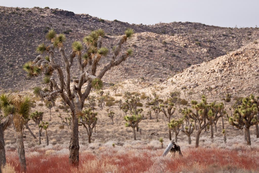 Joshua trees along Park Boulevard