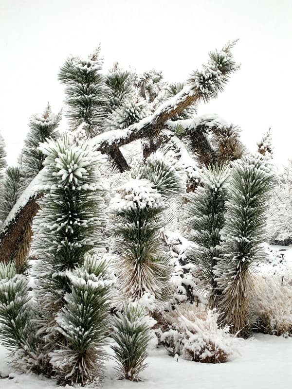Snow on Joshua tree