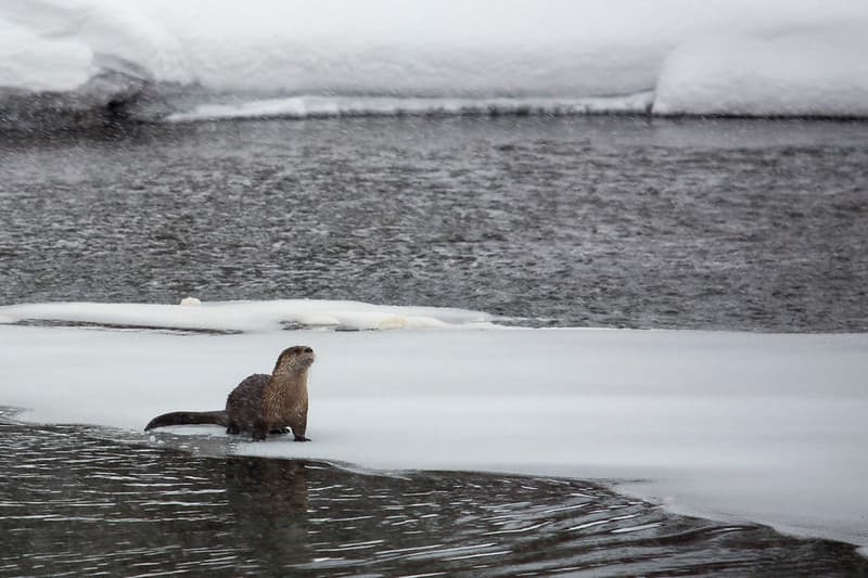 River Otter on Obsidian Creek