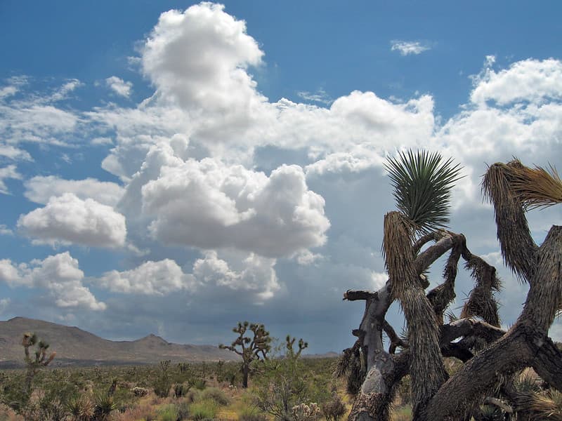Cumulonimbus clouds; Desert Queen Valley