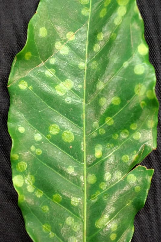 Coffee: New emara-like virus in Kona, Hawaii