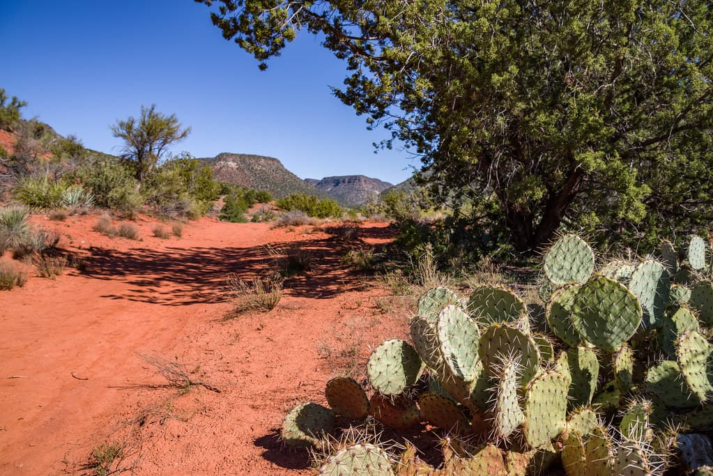Woods Canyon Trail No. 93