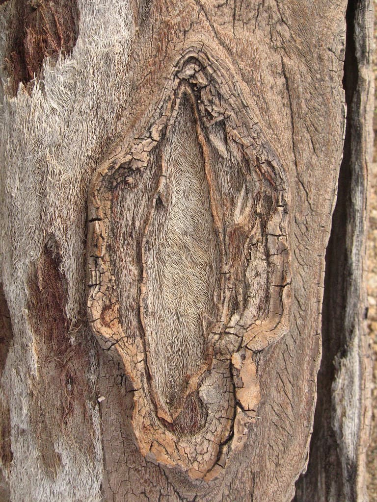 Joshua tree (Yucca brevifolia) detail of wood; Quail Wash