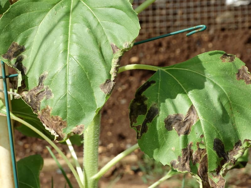 Leaf miner injury to sunflower