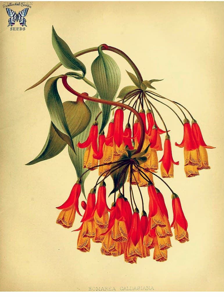 Thcentury, botanical, botany