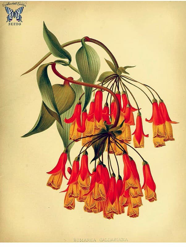Thcentury, botanical, botany
