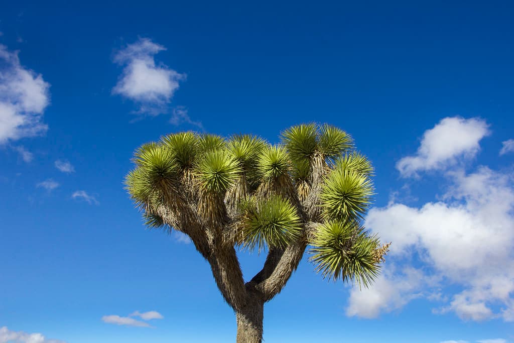 Joshua tree and clouds
