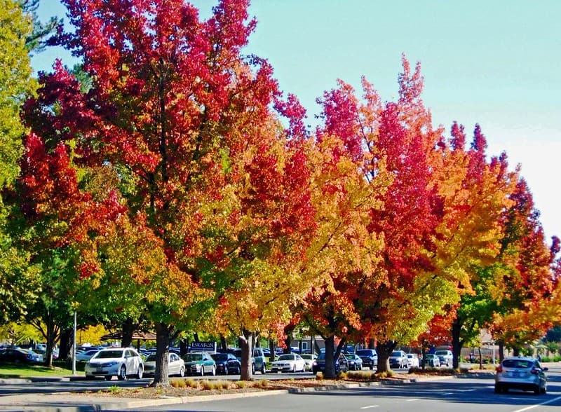 Liquid Amber Trees