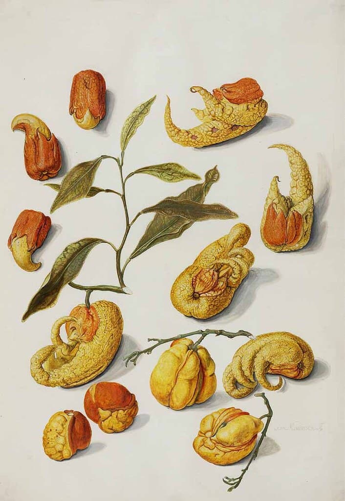 Botanical, botany, citrus