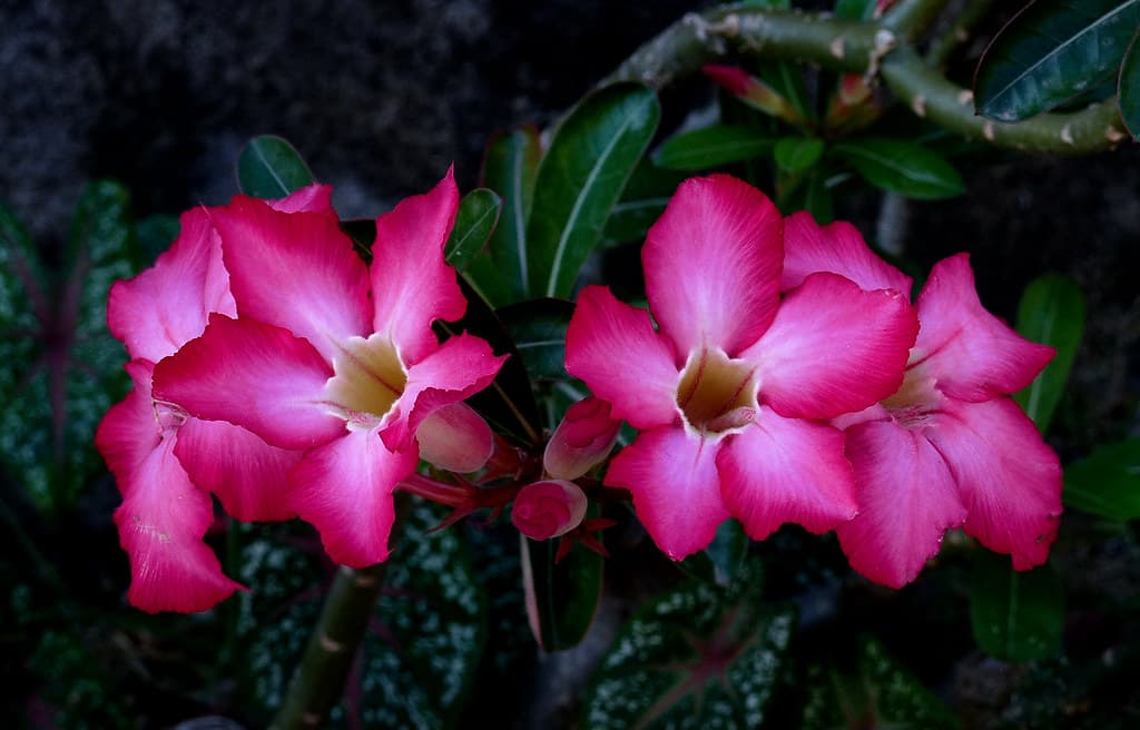 Adenium. (Desert rose)