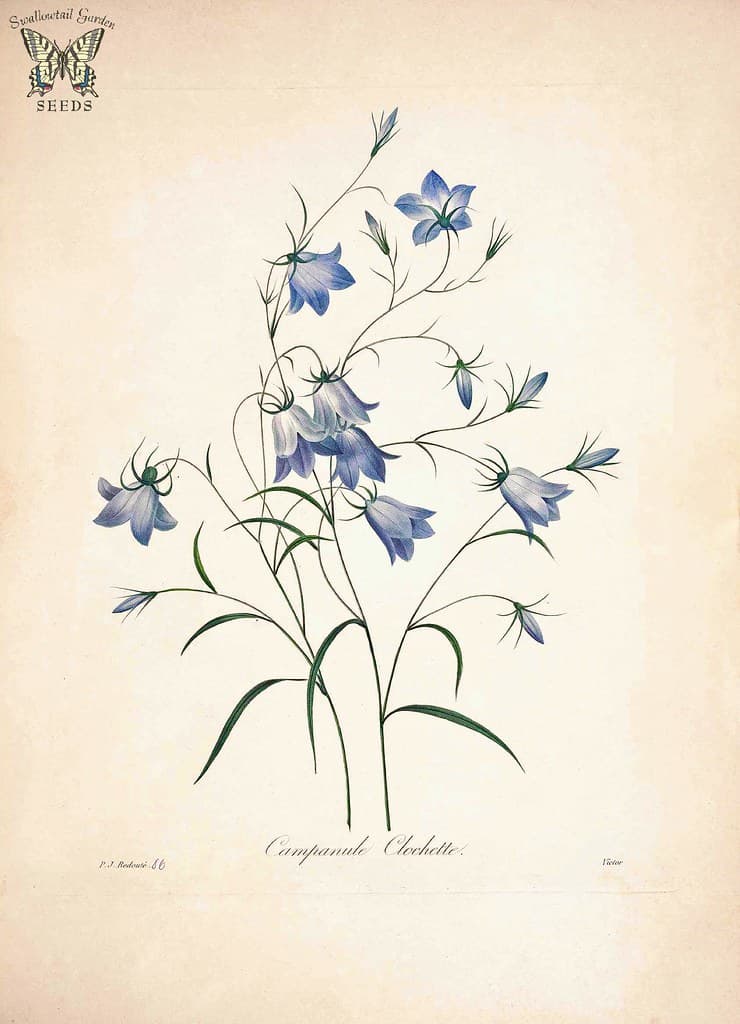 Bellflower, botanical, botany