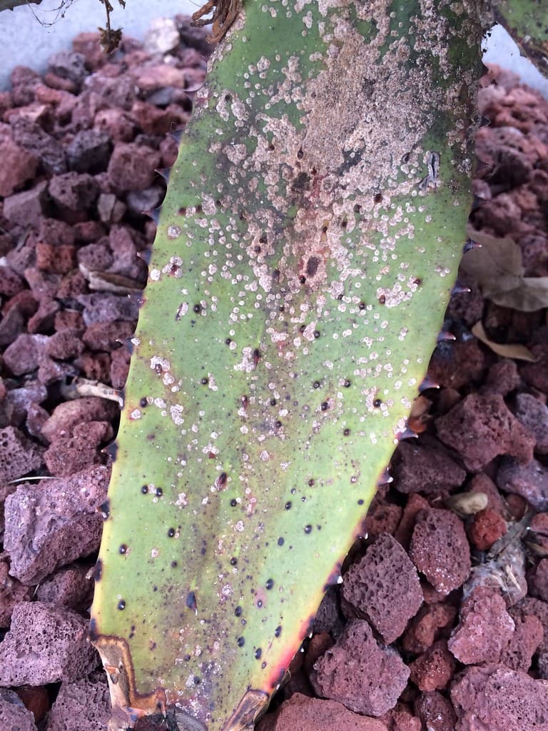 Aloe vera: Scale insects on leaf