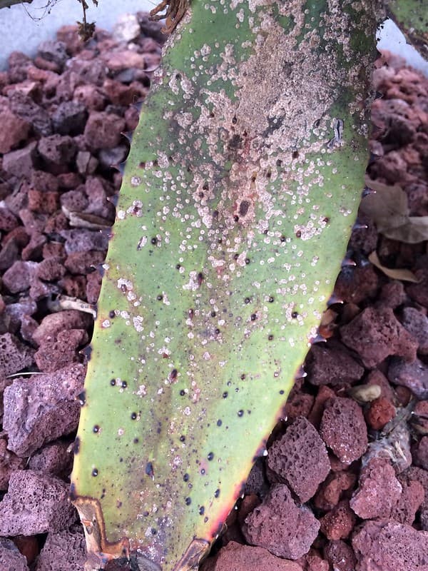 Aloe vera: Scale insects on leaf