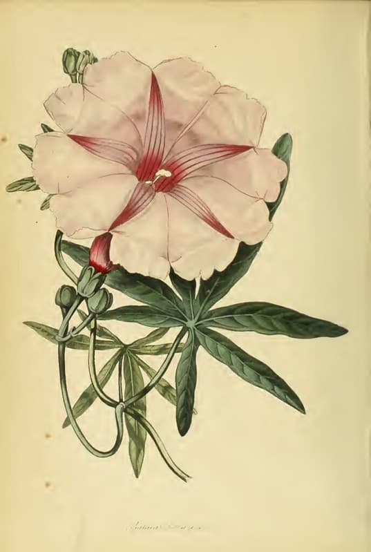 Thcentury, botanical, botany