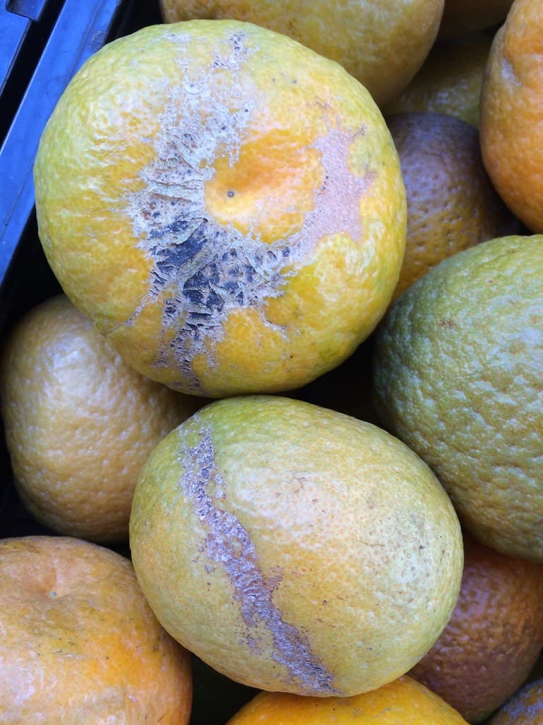 Mechanical, rubbing injury on citrus fruits