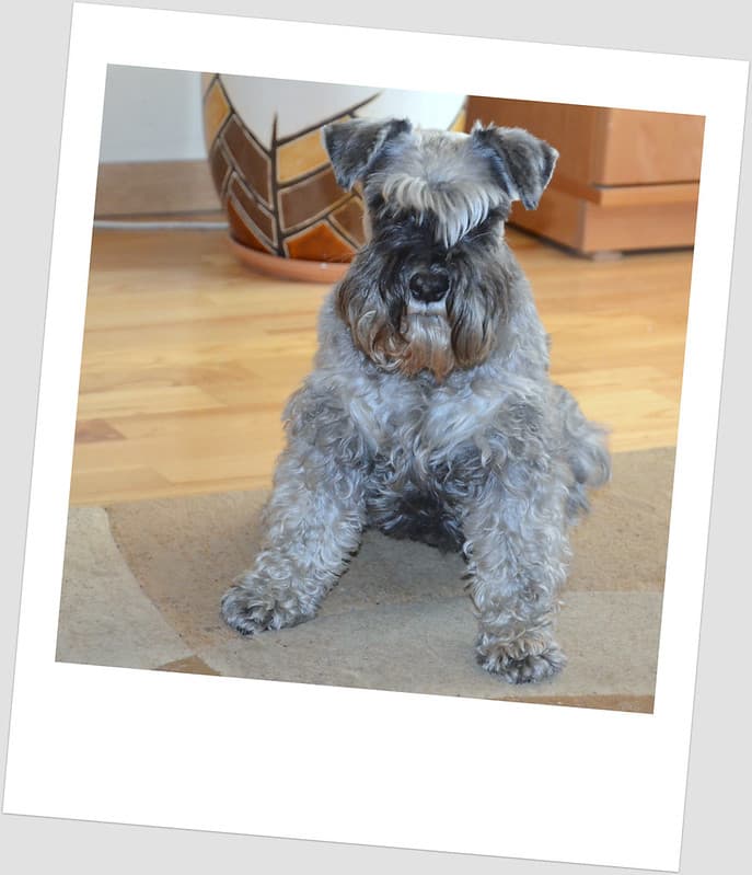 American schnauzer Rossa my dog