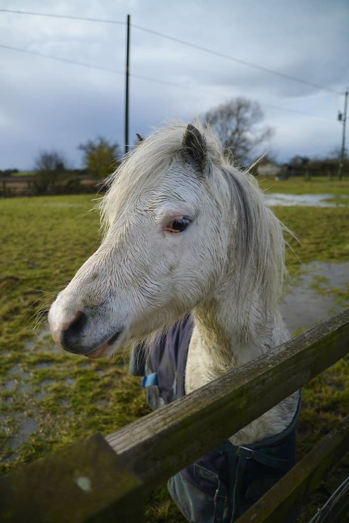 Friendly White Horse, Snargate, Kent
