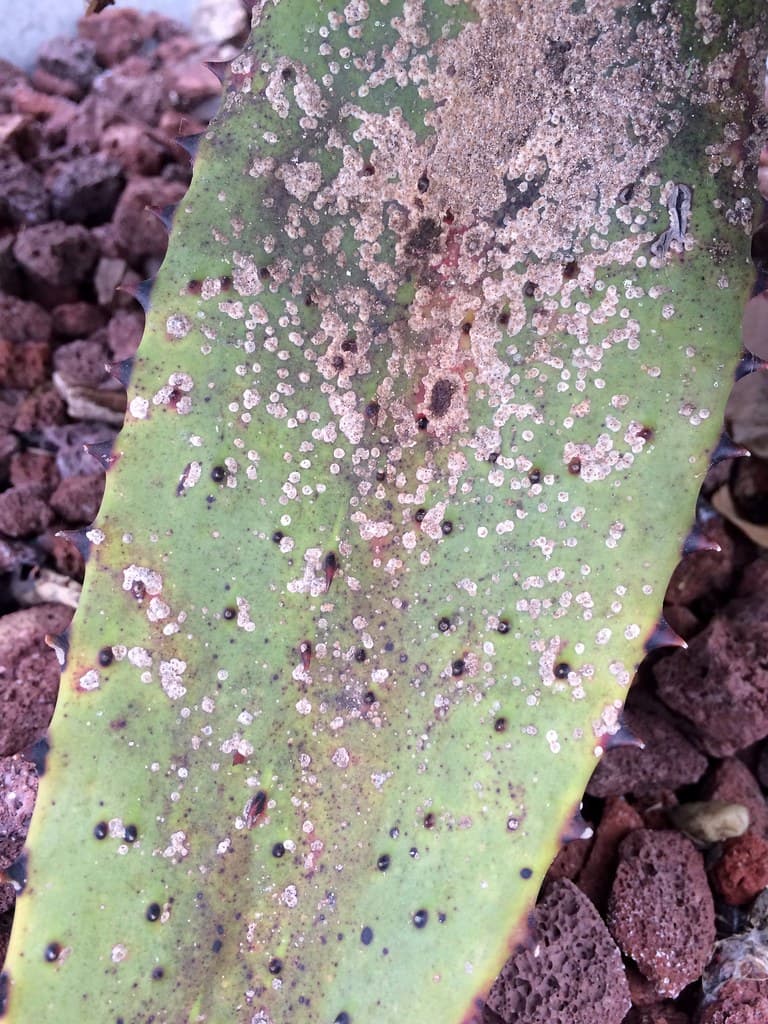 Aloe vera: Scale insects on leaf