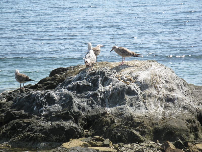 Birds