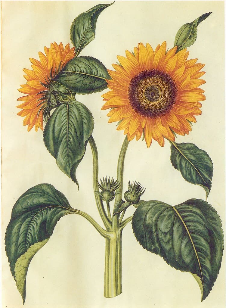 Sunflower (1649-1659)