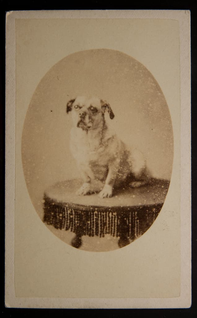 Dog on a table