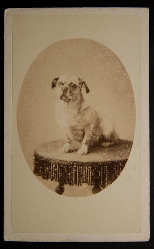 Dog on a table