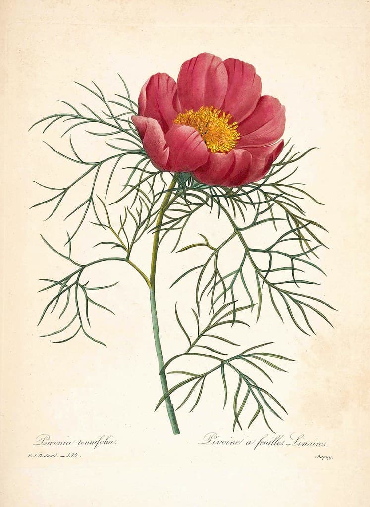 Botanical, botany, botanyillustration