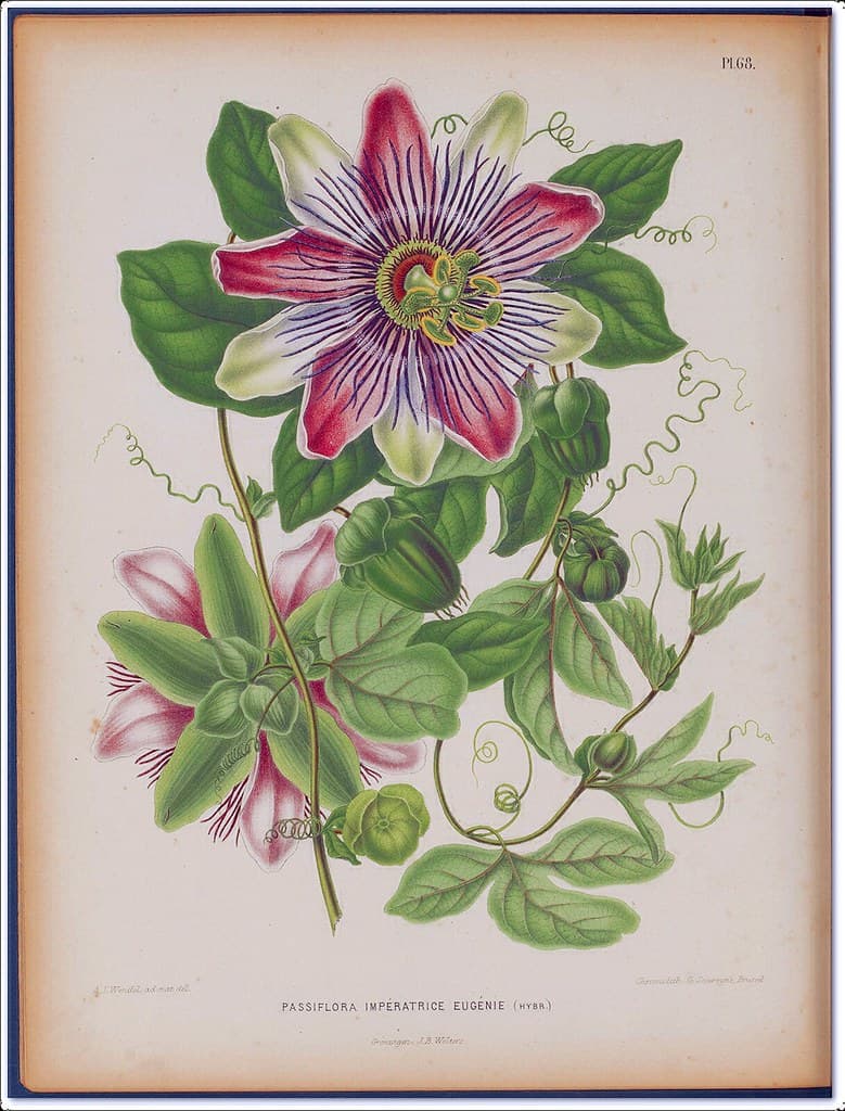 Thcentury, botanical, botany