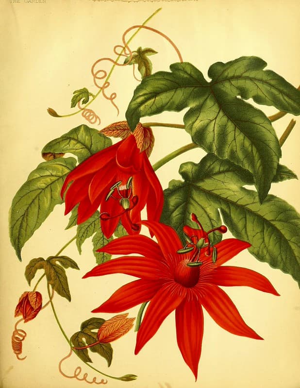 Botanical, botany, climbing