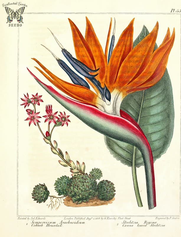 Thcentury, attribution, birdofparadise