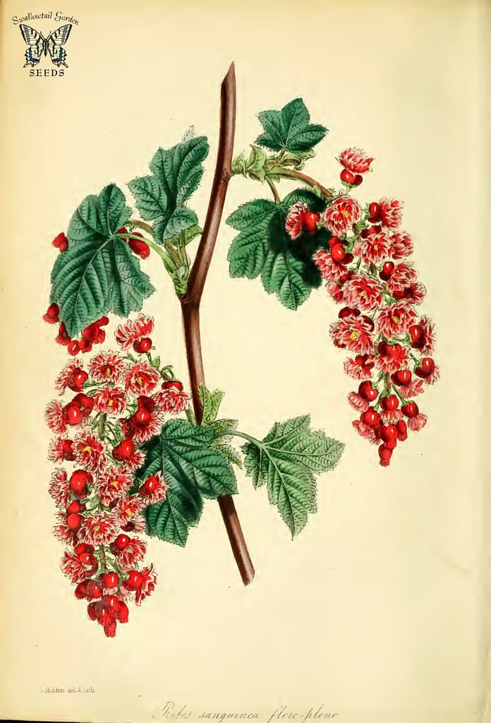 Flowering Currant (Ribes sanguineum var. flore-pleno).