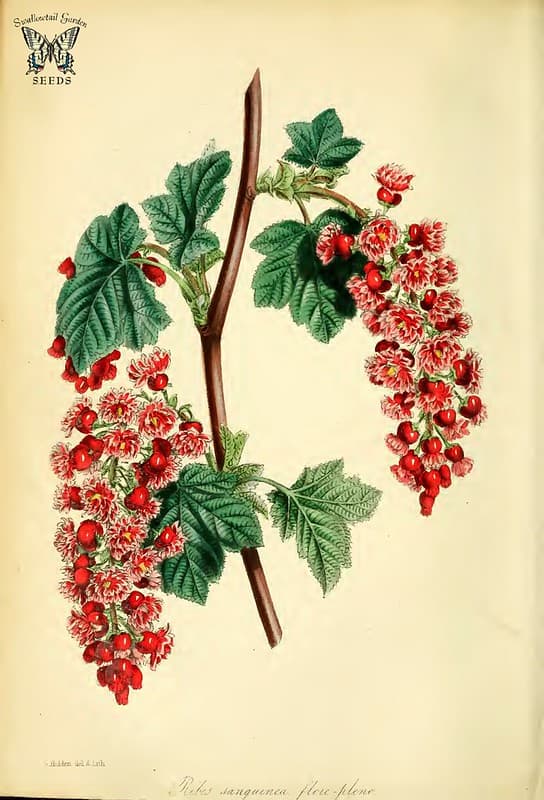 Flowering Currant (Ribes sanguineum var. flore-pleno).