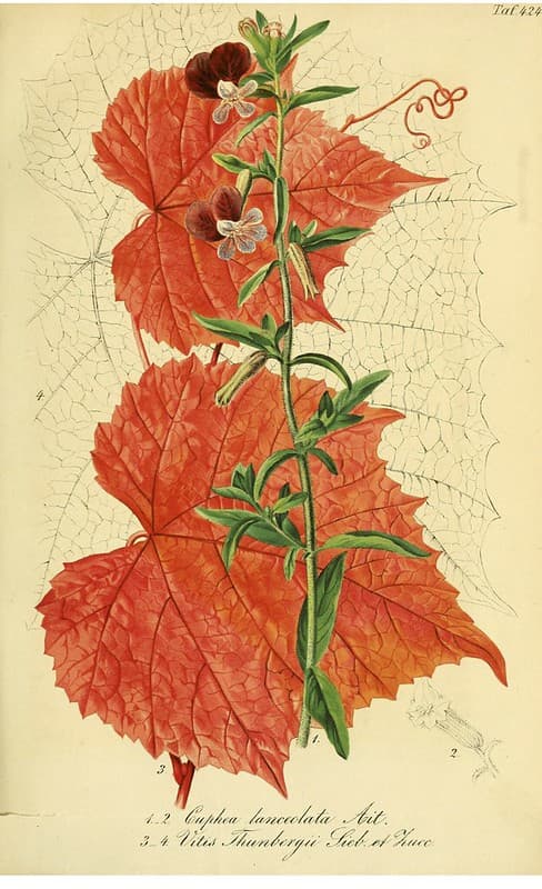 Thcentury, annual, annualflower
