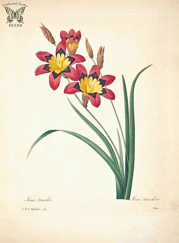 Botanical, botany, botanyillustration
