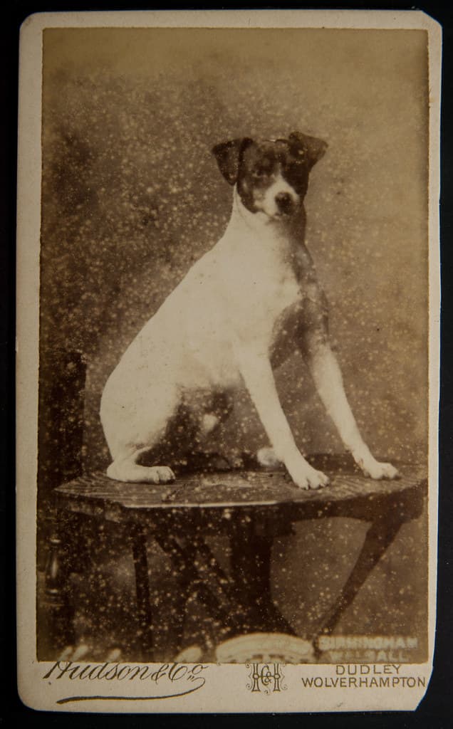 Dog on a table