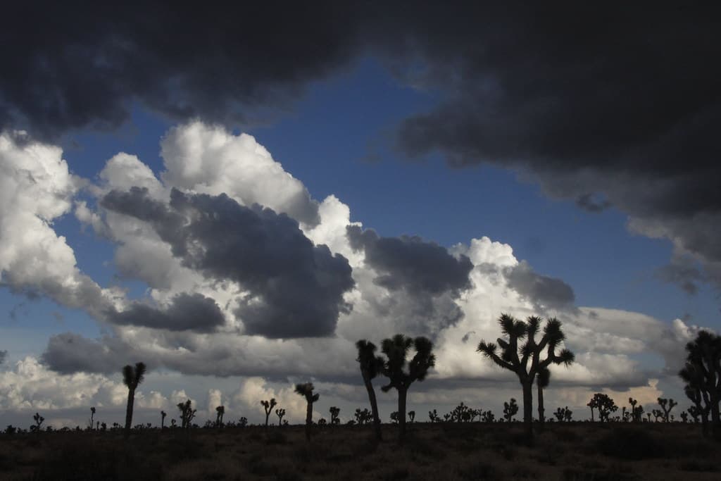 Storm Clouds over Joshua Tree in Queen Valley