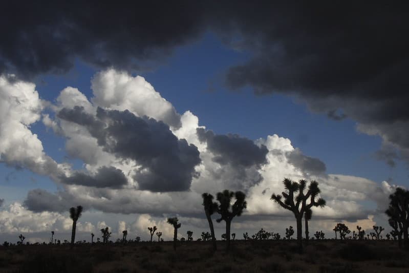 Storm Clouds over Joshua Tree in Queen Valley
