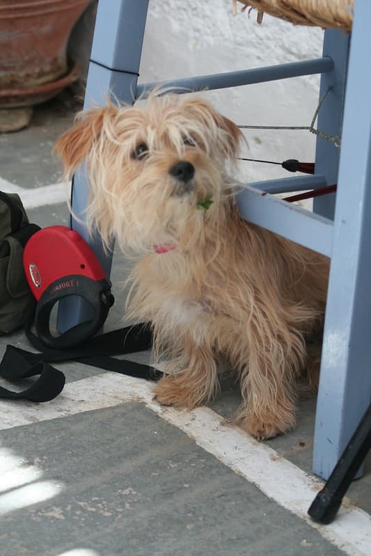 Dog