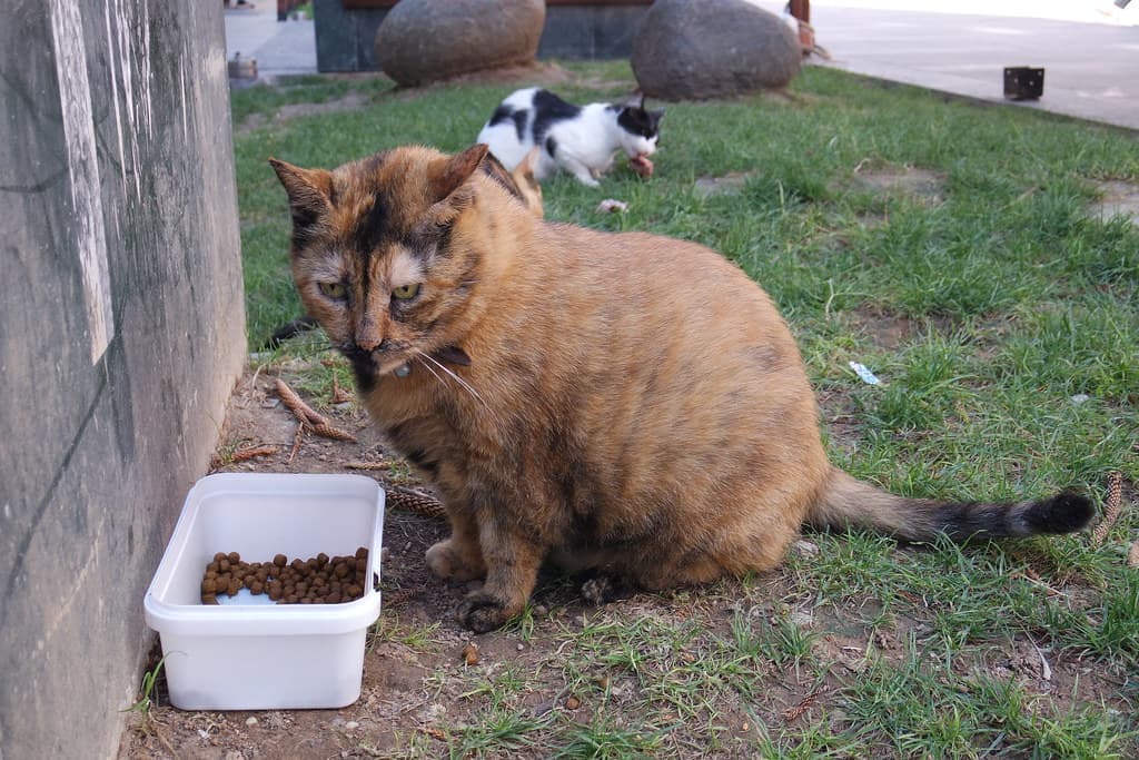 Fat Cat