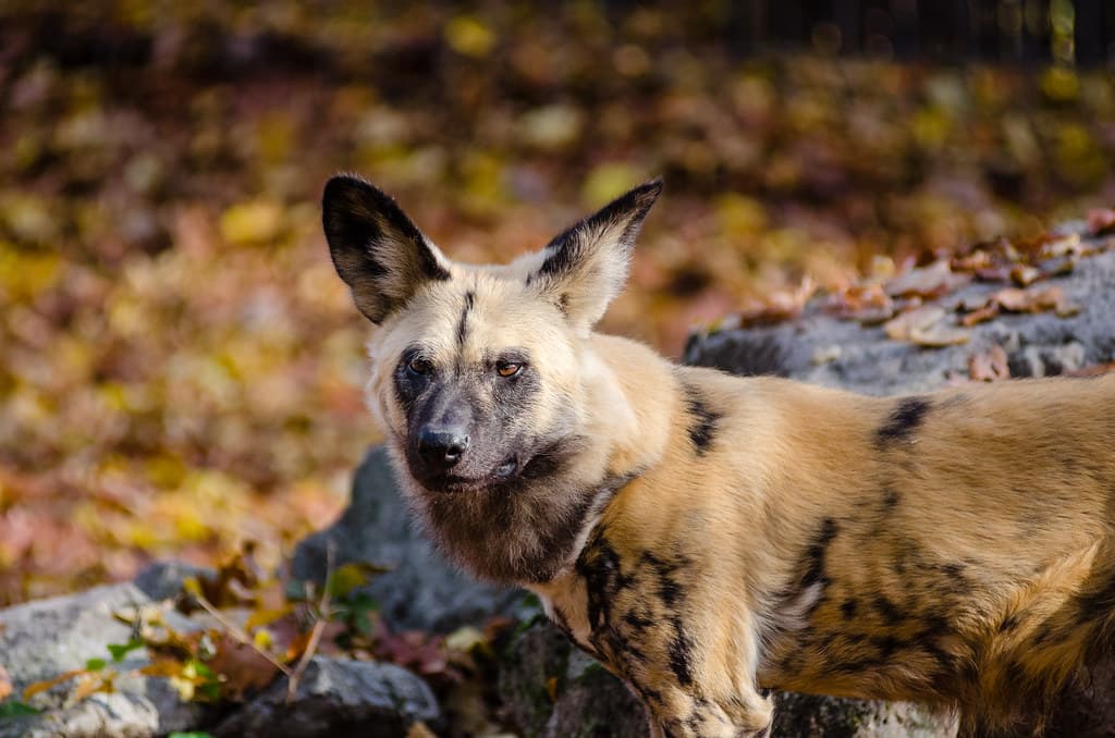 African wild dog