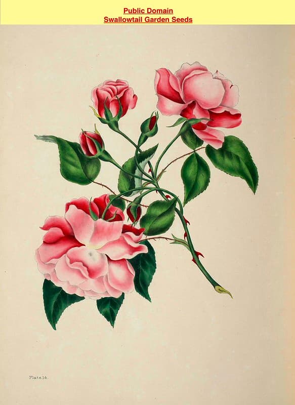 Thcentury, botanical, botany