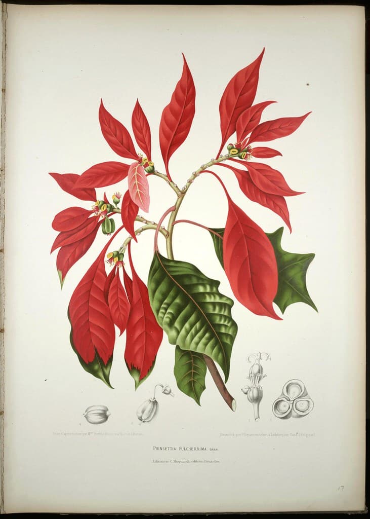 Thcentury, botanical, botany